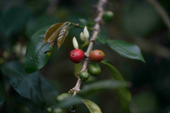 Medium Roast - Colombia