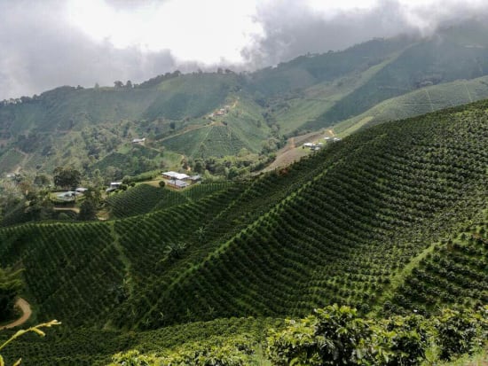Medium Roast - Colombia