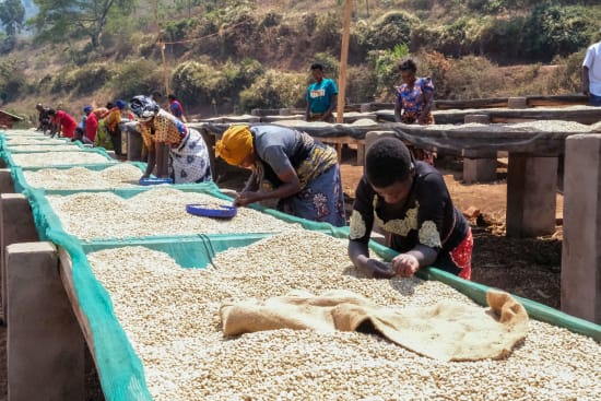 Medium Roast - Tanzania
