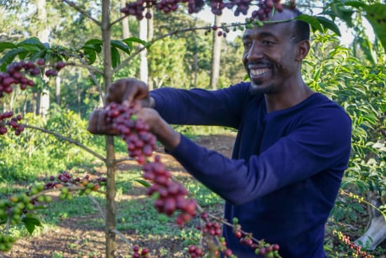 Dark Roast - Ethiopia