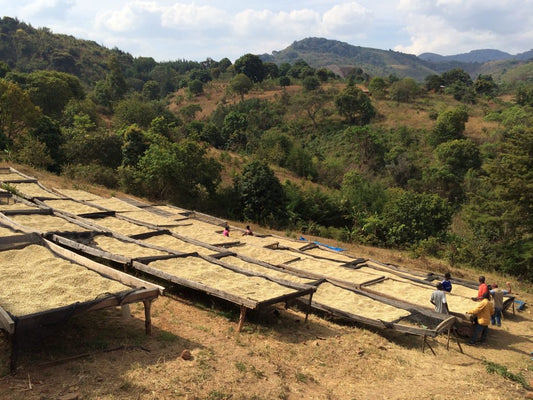 Medium Roast - Tanzania