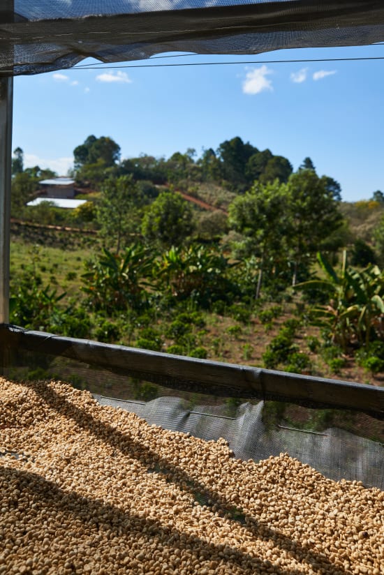 Dark Roast - Honduras