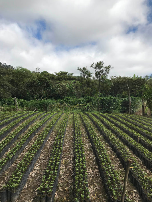 Dark Roast - Honduras