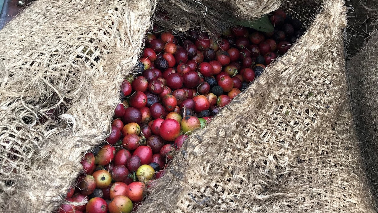 Medium Roast - Tanzania