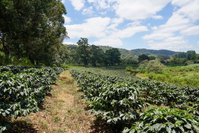 Medium Roast - Tanzania