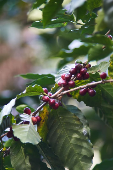 Dark Roast - Honduras