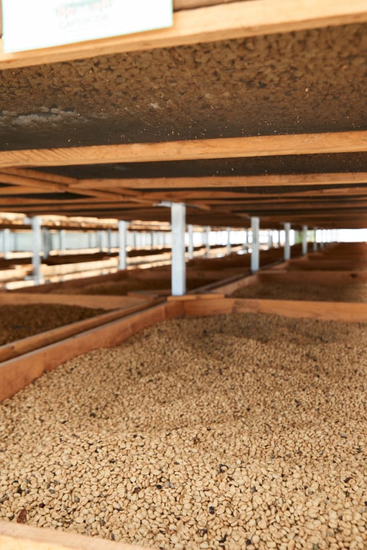 Dark Roast - Honduras