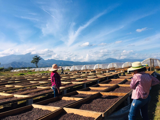 Dark Roast - Honduras