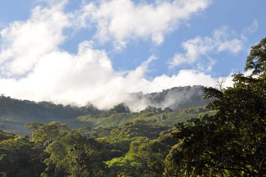 Light Roast - Honduras