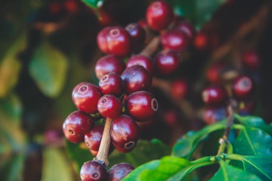 Medium Roast - Brazil