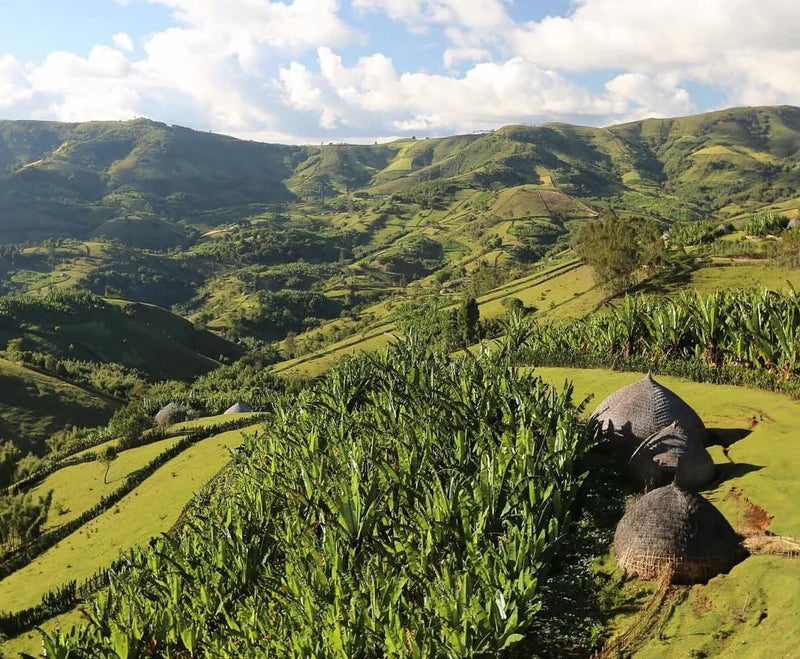 Medium Roast - Ethiopia