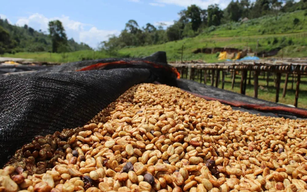 Medium Roast - Ethiopia