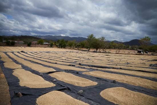 Dark Roast - Nicaragua