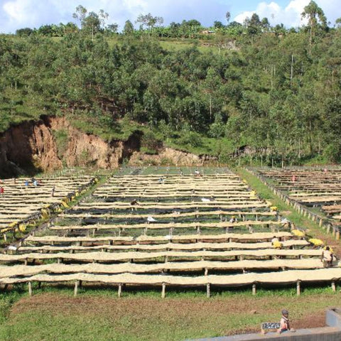 Swiss Water Decaf - Mexico