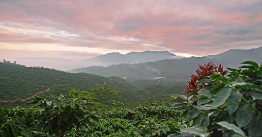 Swiss Water Decaf - Mexico